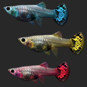 guppy fish 3D model