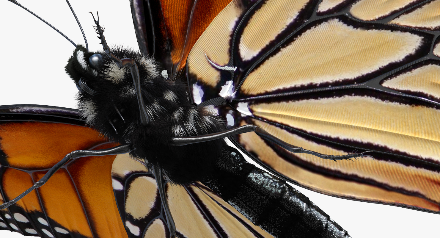 3D monarch butterfly fur TurboSquid 1259021