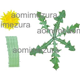 Dandelion leaves and flower