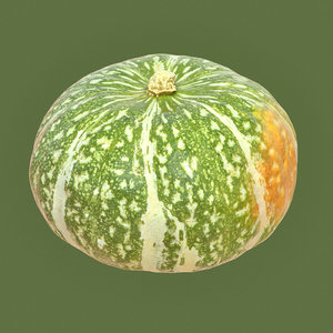 closeup kabocha squash pumpkin model