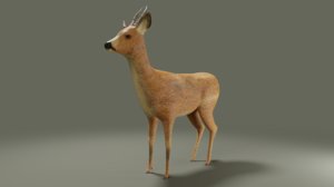 3D roe deer rigged