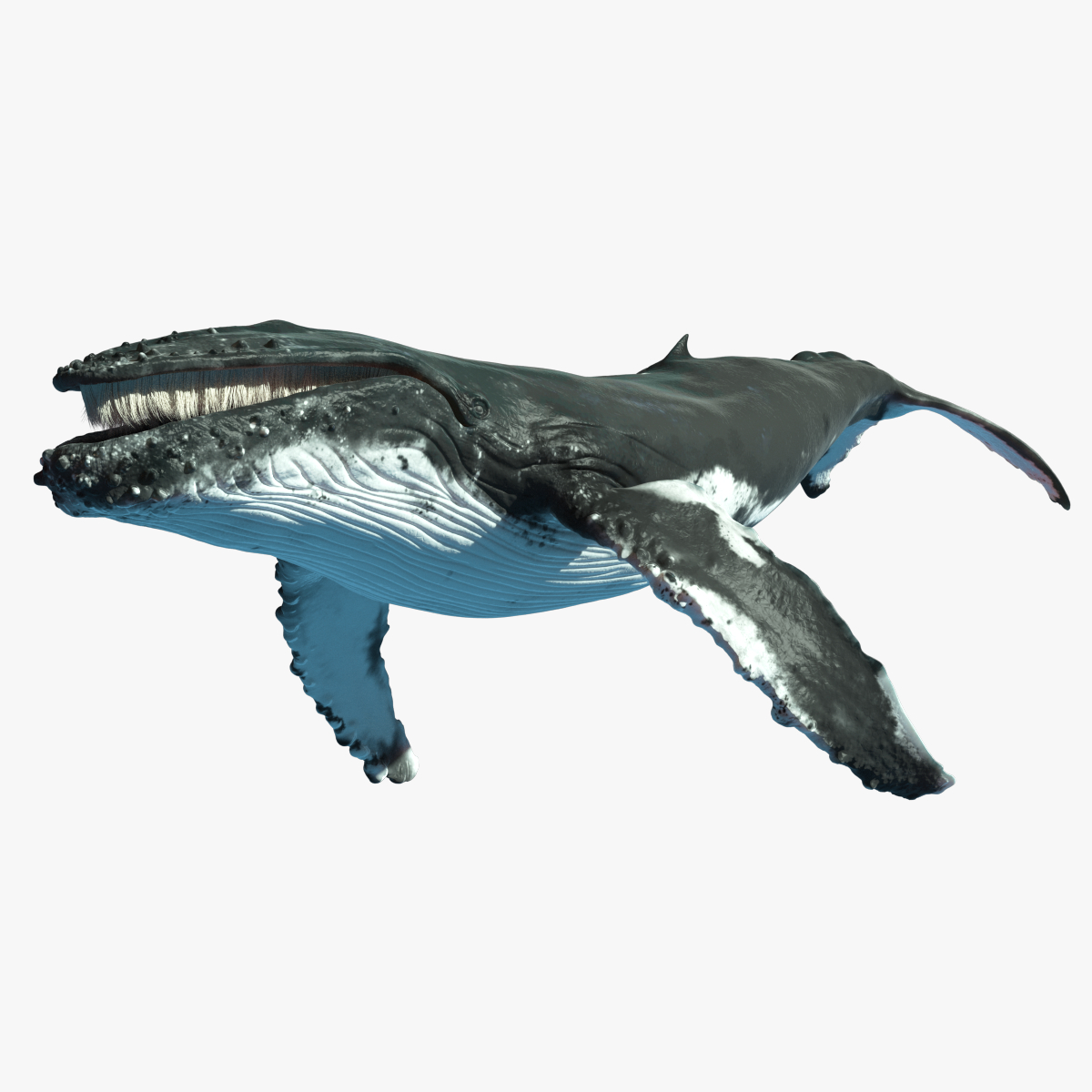 Горбатый кит 3d