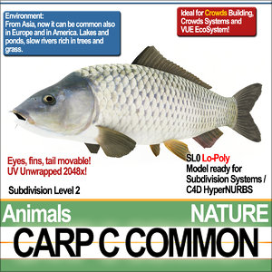 3D carp c common model