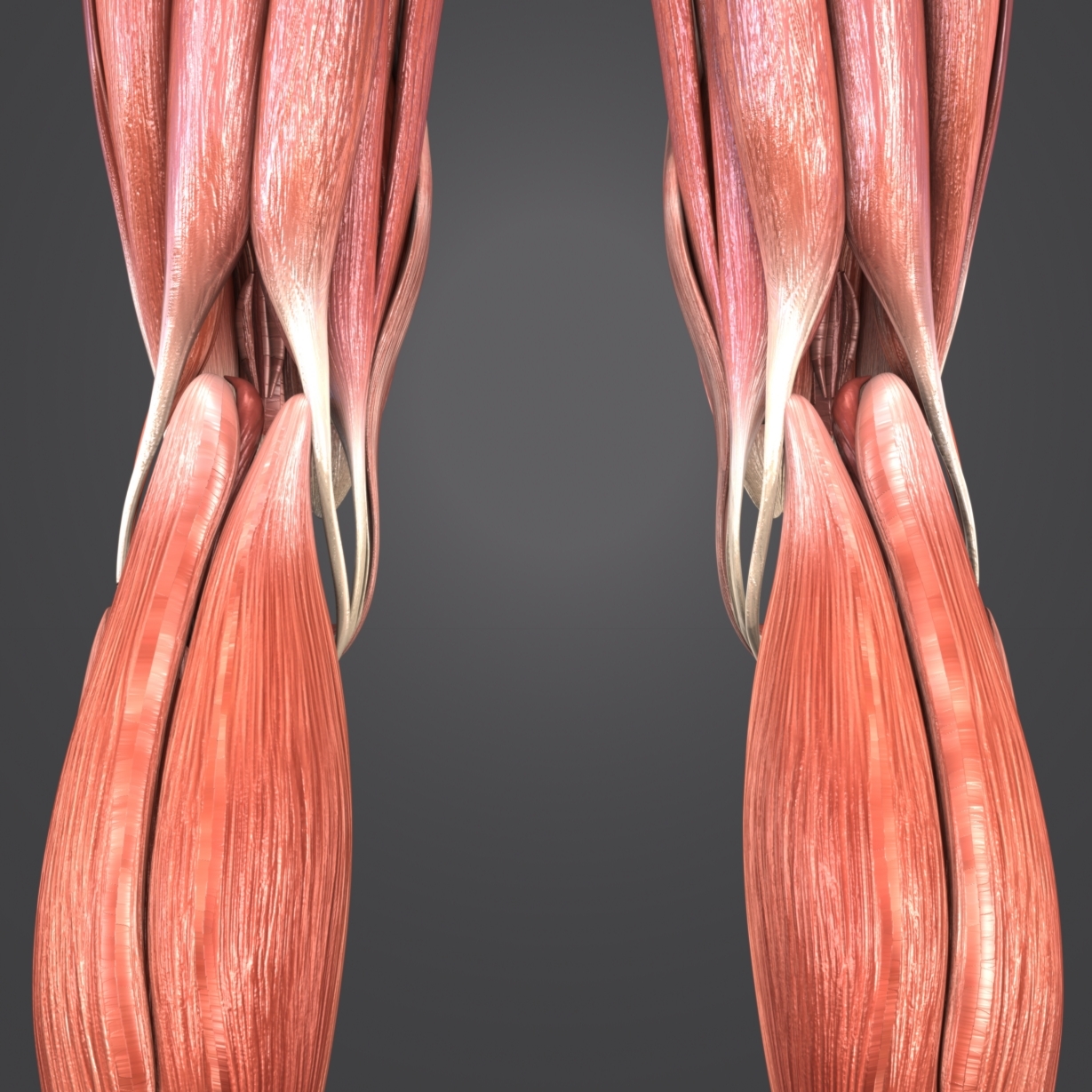 Muscular human body muscles 3D model - TurboSquid 1268827