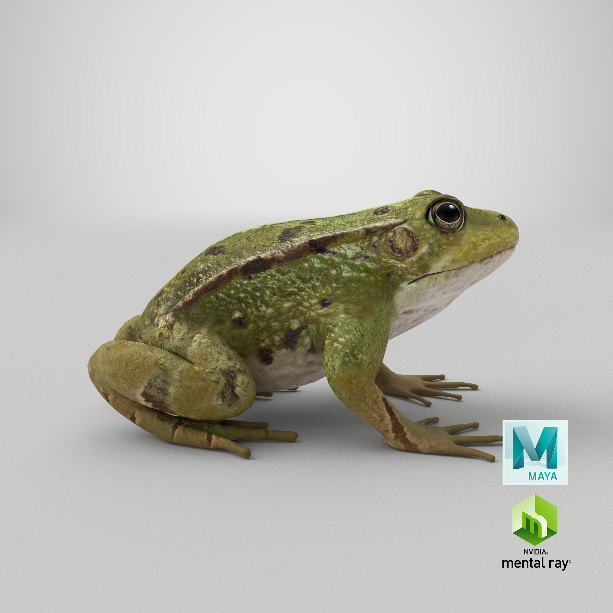 Frog model TurboSquid 1167123