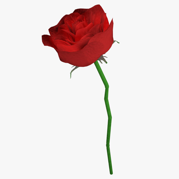Rose Hotel