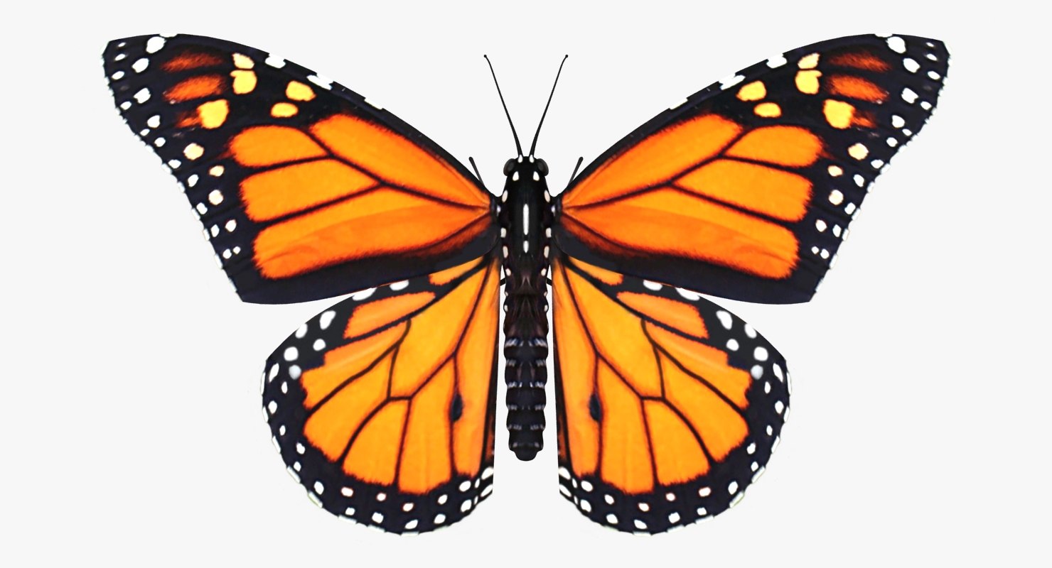 3D Monarch Butterfly Tattoo Designs - wide 3