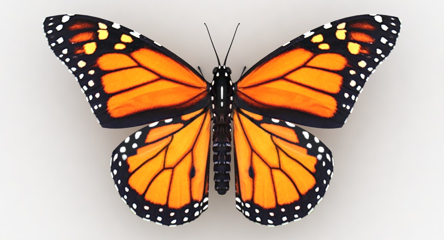 Realistic monarch butterfly 3D model - TurboSquid 1269215