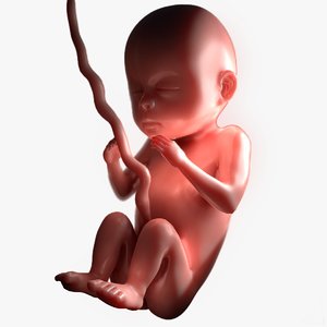 human fetus pbr 3D
