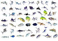 Vector Fish collection