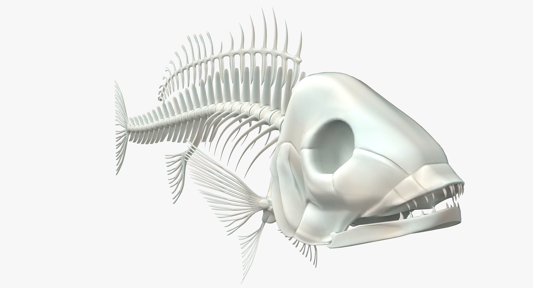 maya fish skeleton