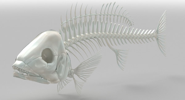 鱼骨架3d模型 Turbosquid