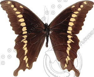 Butterfly15