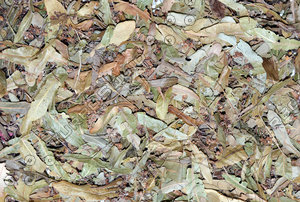 Dried Linden Leaves Tea Texture 1