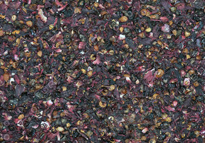 Dried Rose Hip Tea Texture