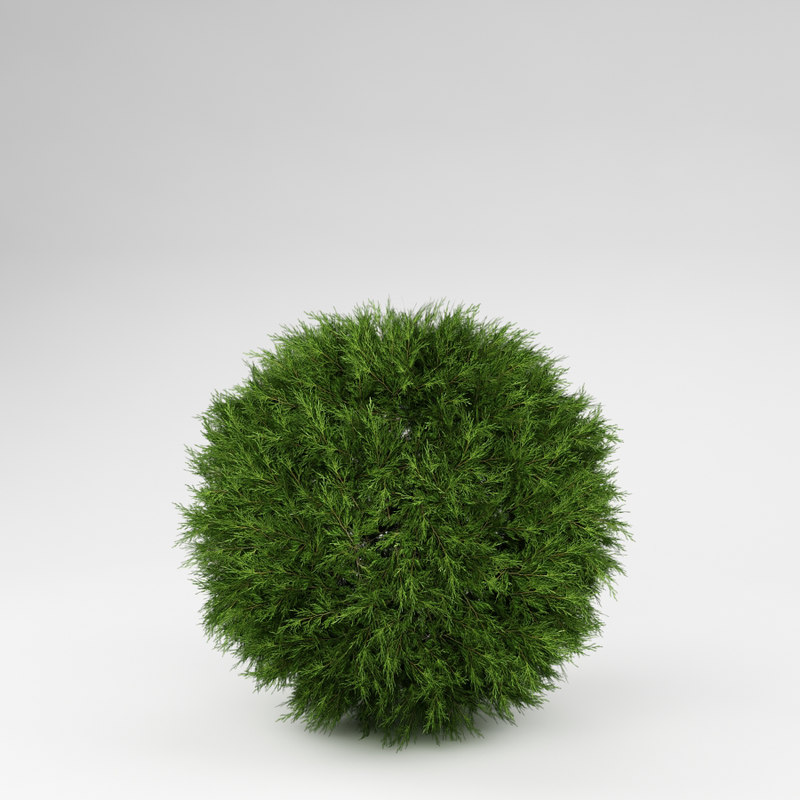  bush 3d model 