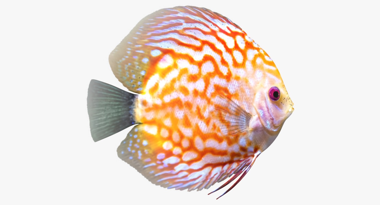 3d discus fish 2 scanline model