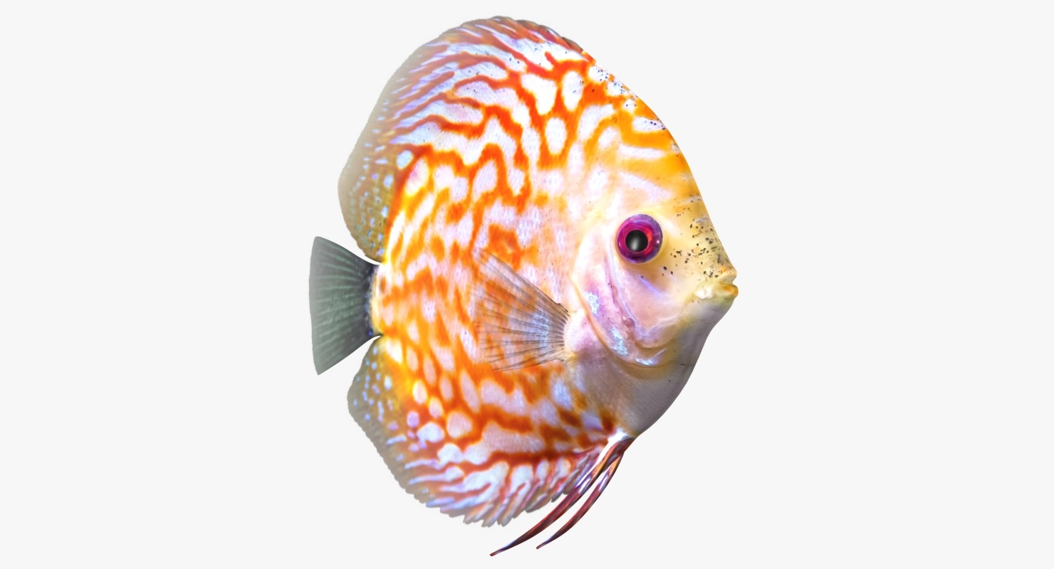 3d discus fish 2 scanline model