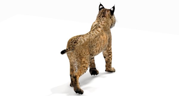 3d model bobcat rigging animation cat