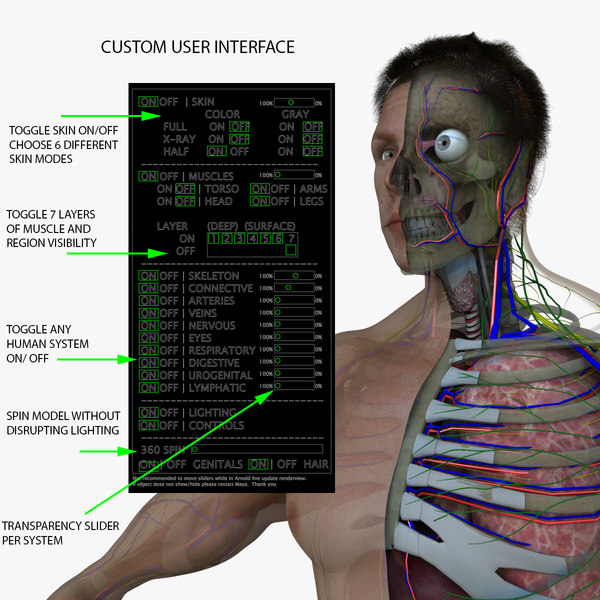 ultimate complete male anatomy 3d model