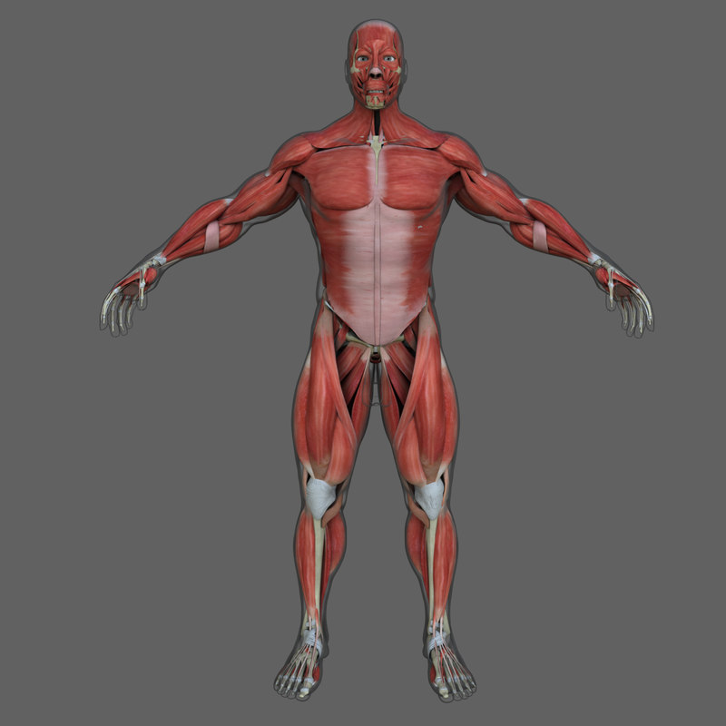 3d total anatomy figure