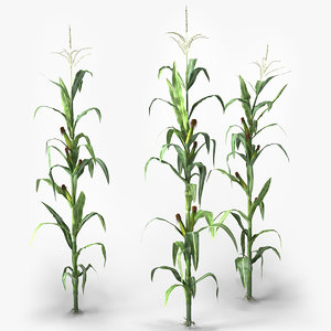 corn farm field 3d max