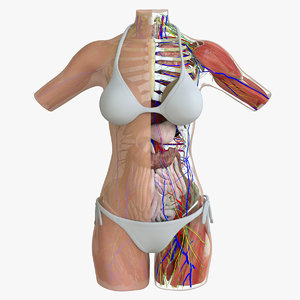 ultimate complete female torso 3d model