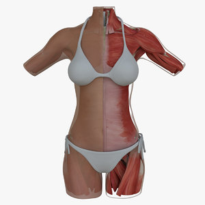 3d model muscle anatomy female torso