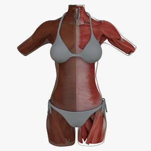 muscle anatomy female torso ma