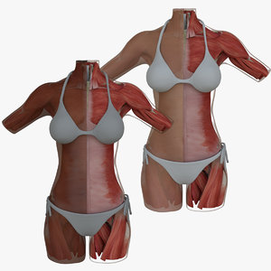 female torso muscles combo 3d model