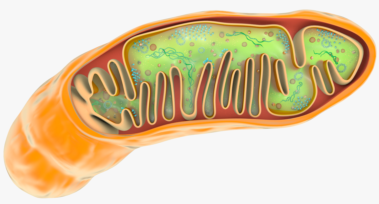 线粒体简单模型制作图片