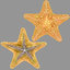 starfish star fish 3d model