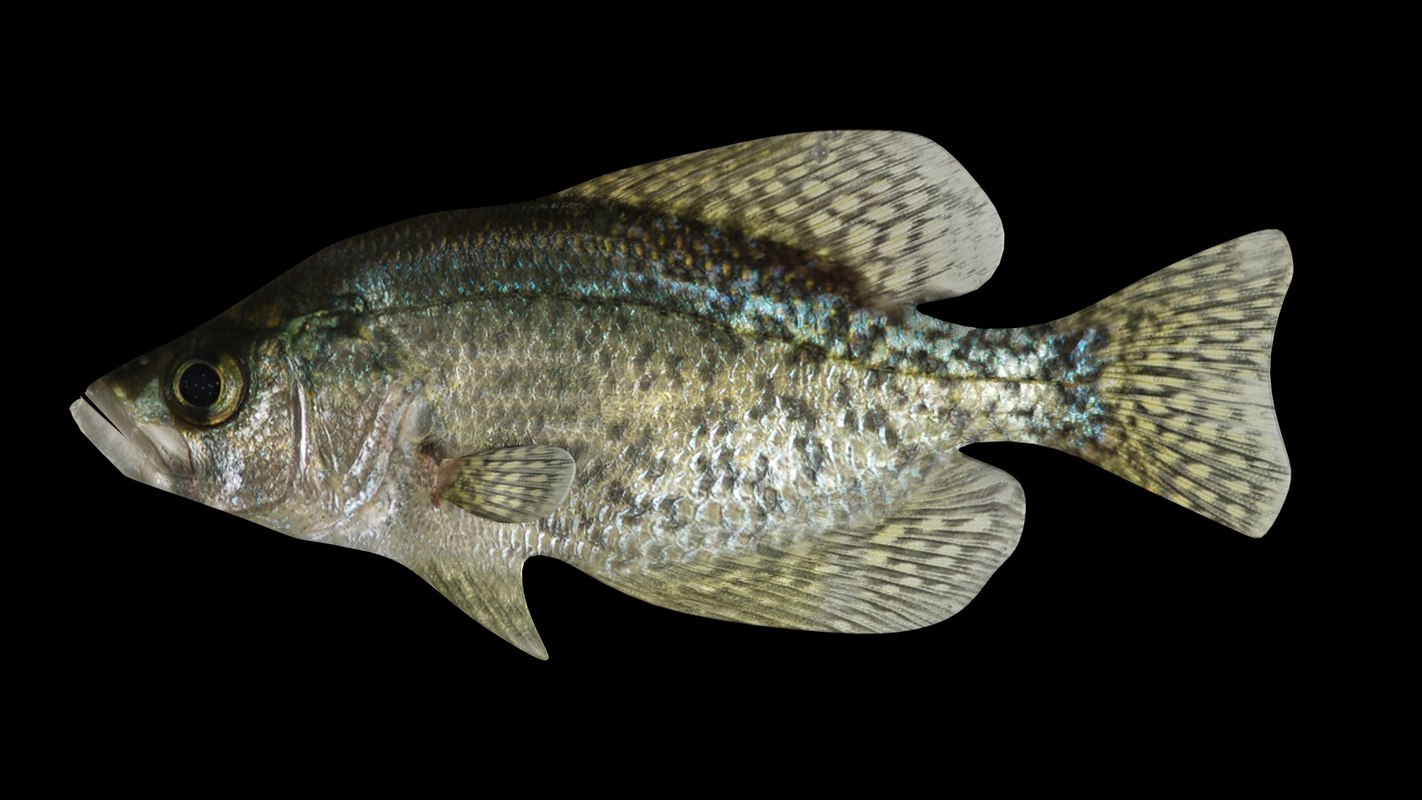 black crappie 3d max