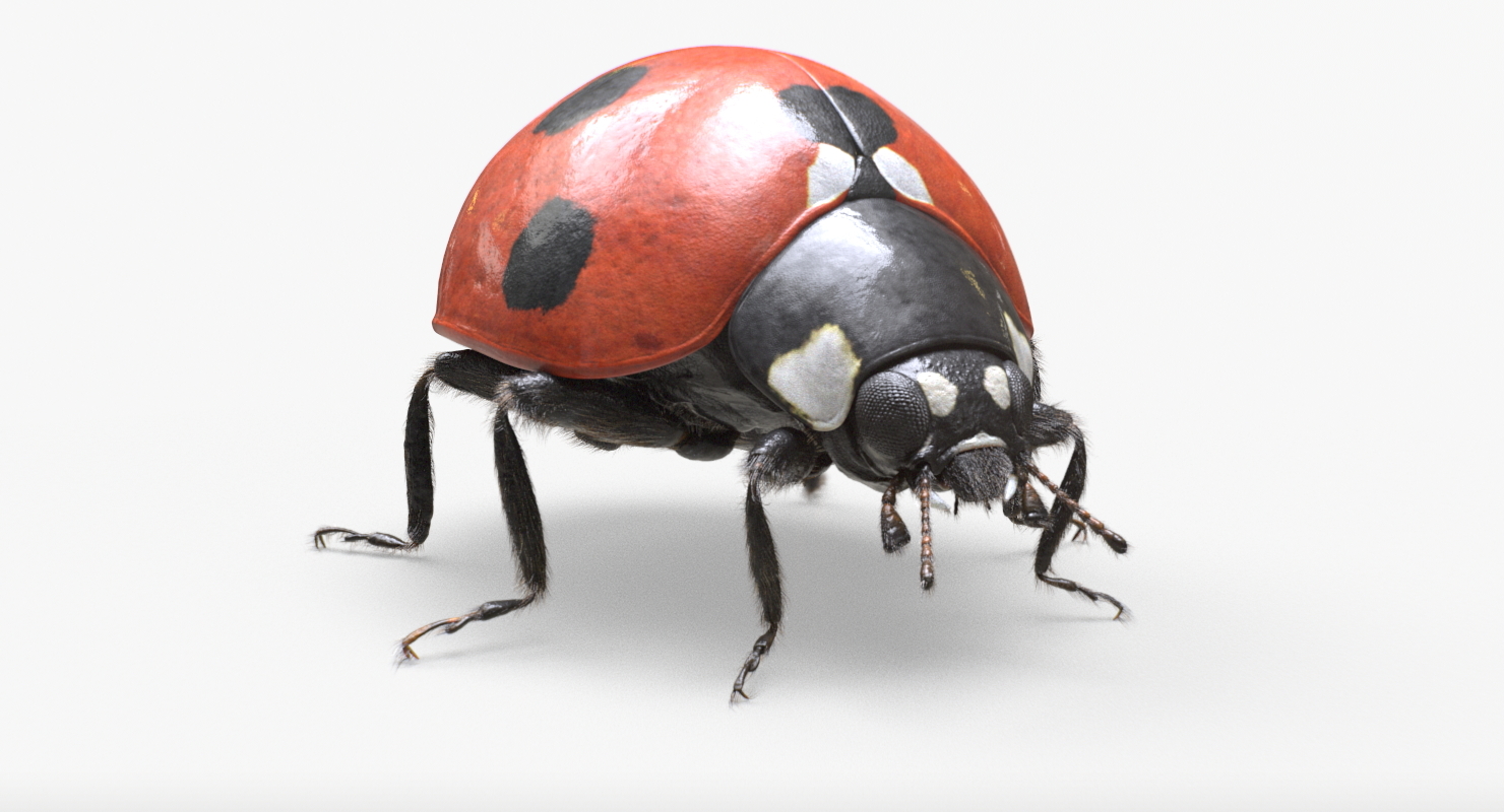 3d ladybug real realistic