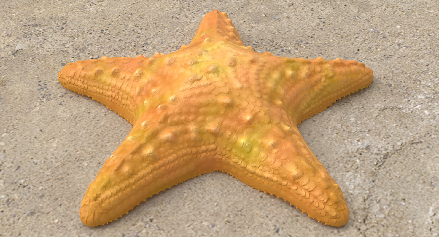 starfish-star-fish-3d-model