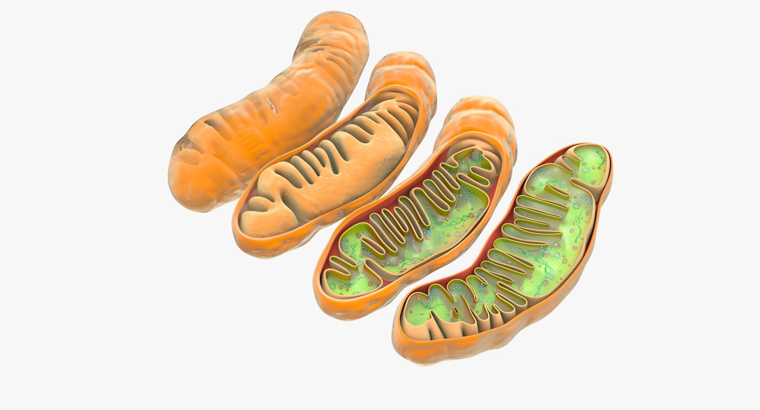 mitochondria-dna-ribosomes-model-turbosquid-1194922