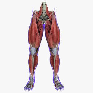 maya muscle leg medical edition