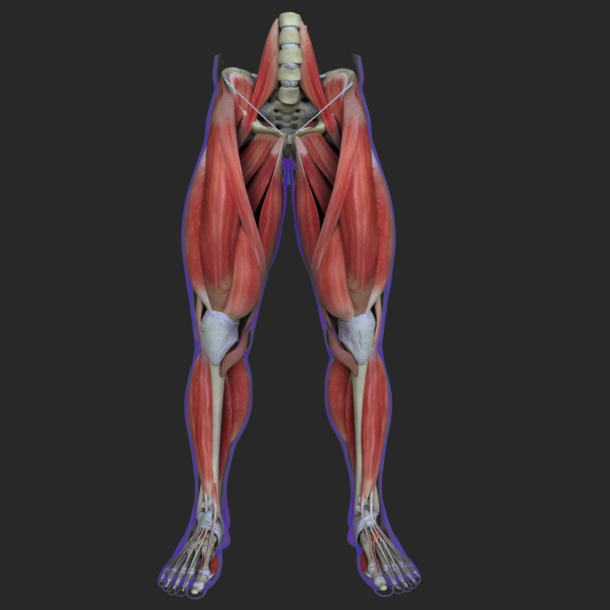 Maya Muscle Leg Medical Edition