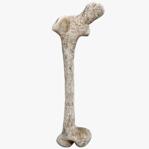 3d model old bone