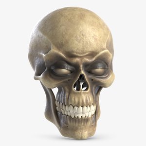 3d skull jaw teeths model