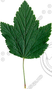 Leaf Currant 01