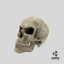 3d skull 3 model