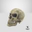 3d skull 3 model