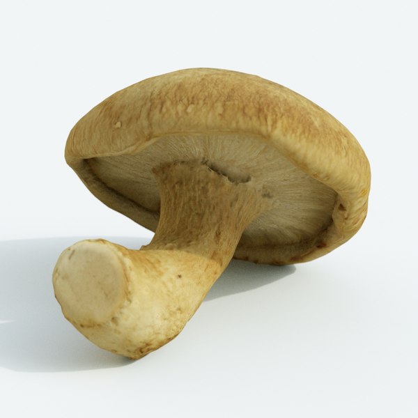 3d shiitake mushroom model