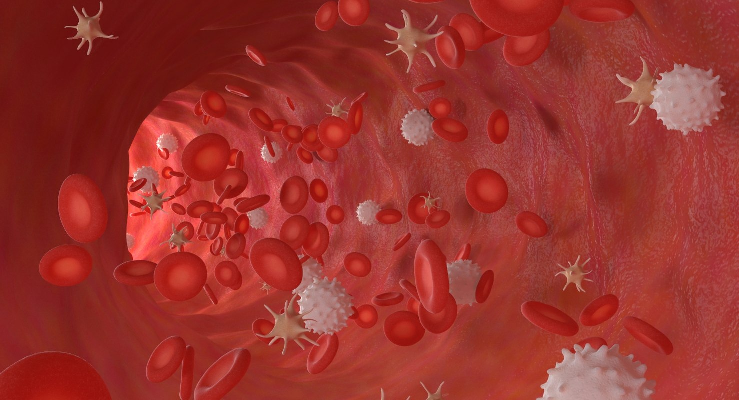 3D Other bloodstream blood stream