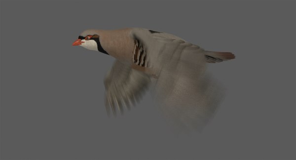 Chukar Rebhuhn Animiert 3d Modell Turbosquid 1319454