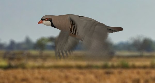 Chukar Rebhuhn Animiert 3d Modell Turbosquid 1319454