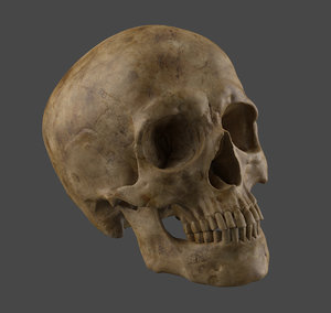 Human Skull