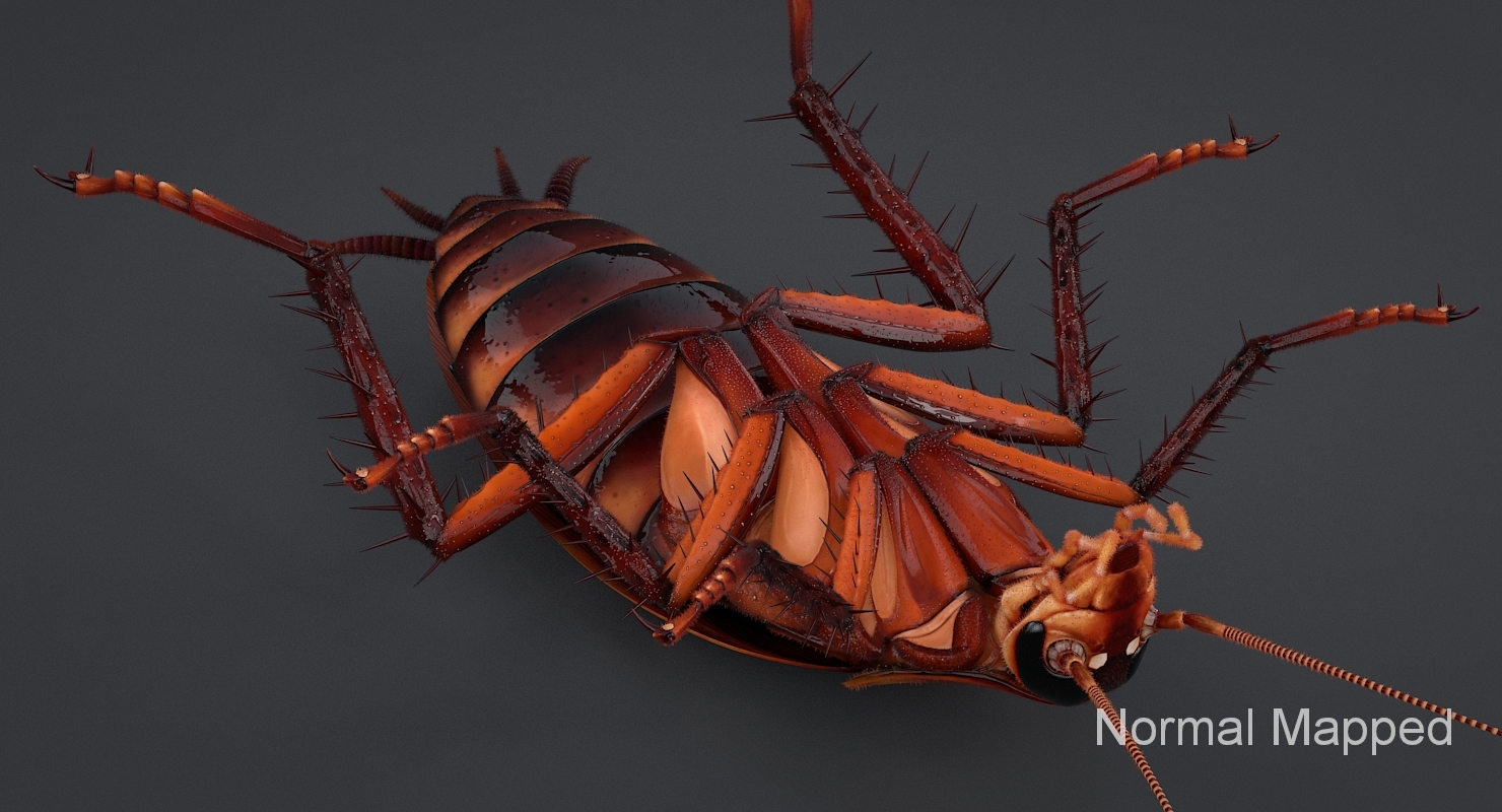 现实的美国蟑螂3d模型