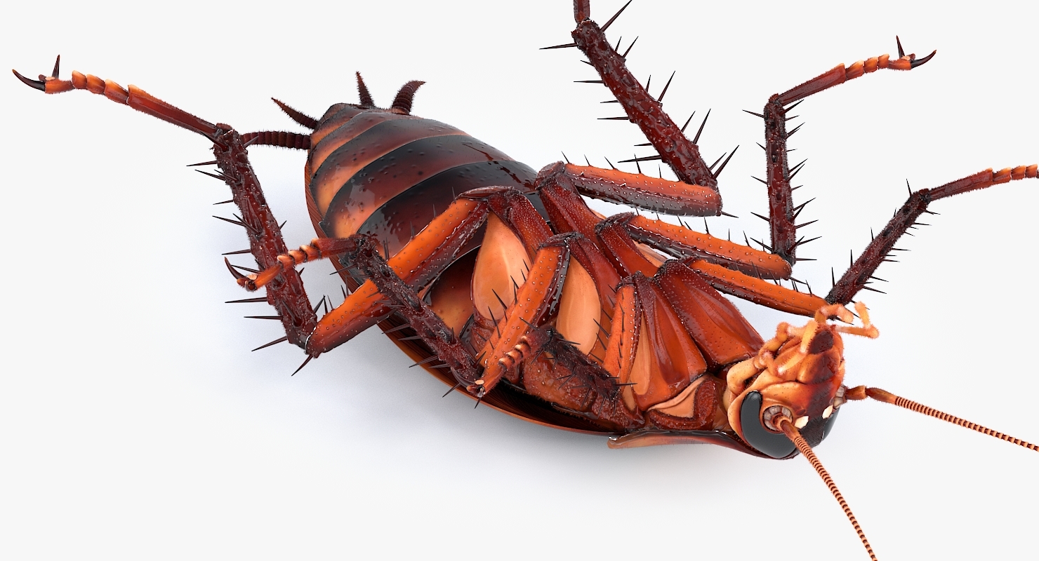 现实的美国蟑螂3d模型